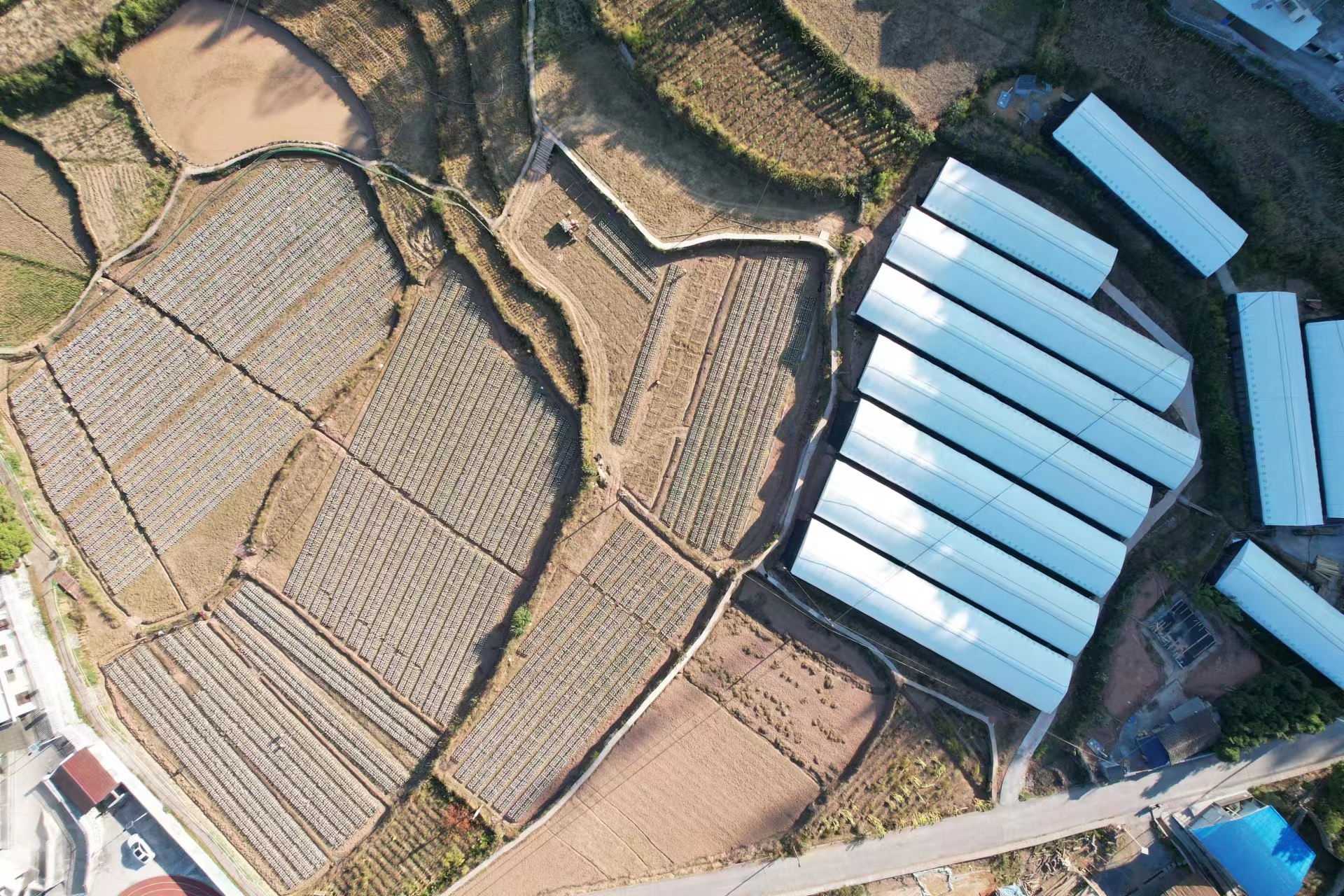 大水坪村黑木耳生产示范基地
