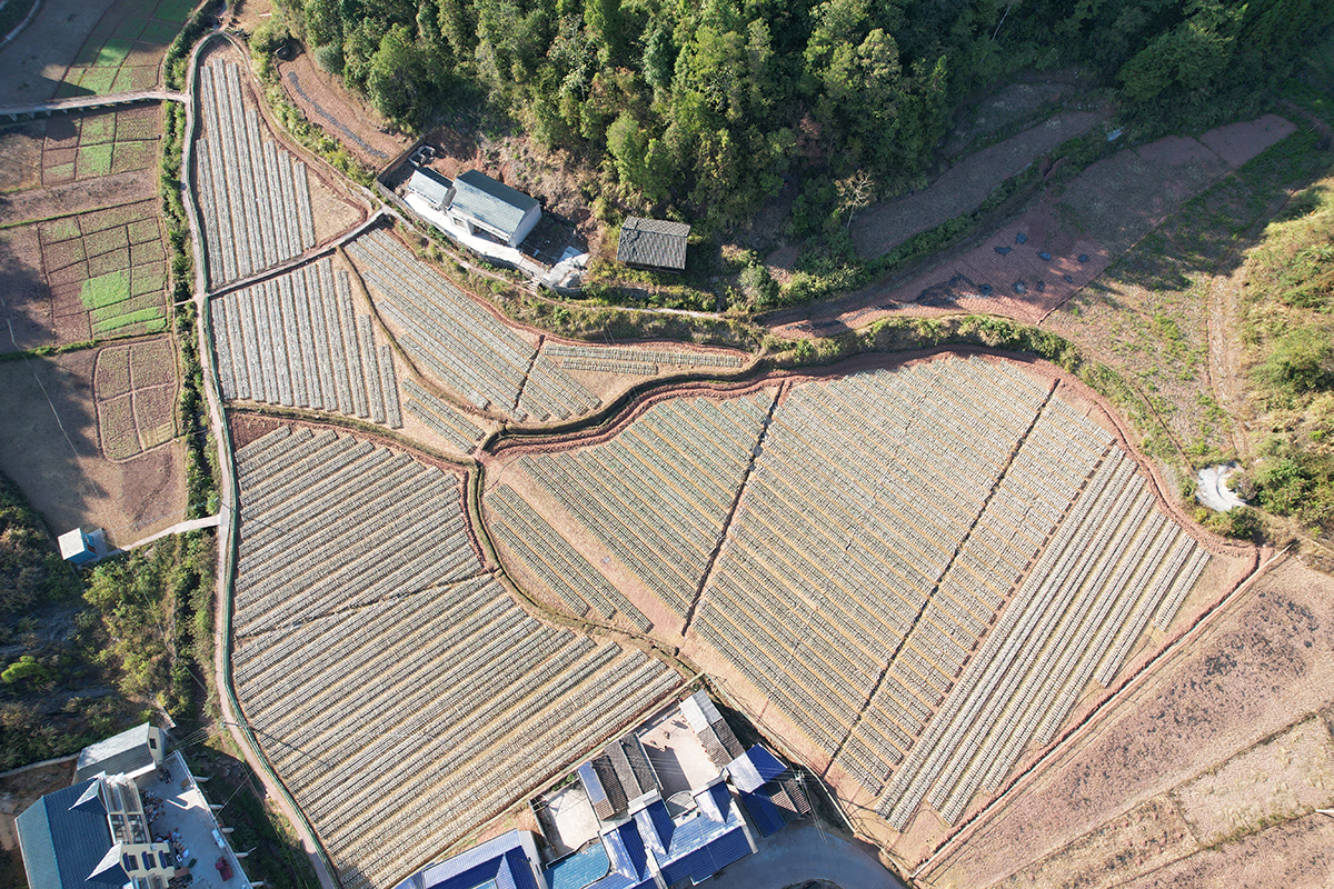 白泥塘村黑木耳种植基地